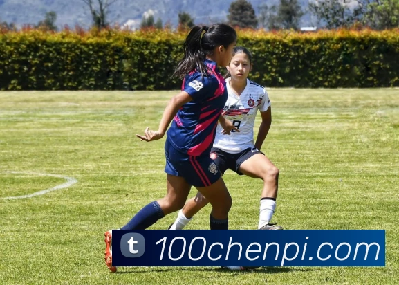 世界杯指定官网平台生态图